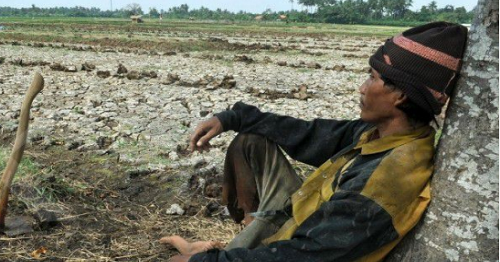petani bingung